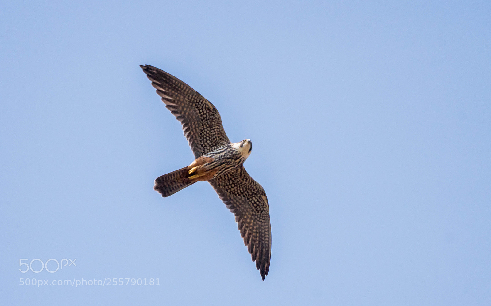 Sony ILCA-77M2 sample photo. Der erste baumfalke 2018 photography