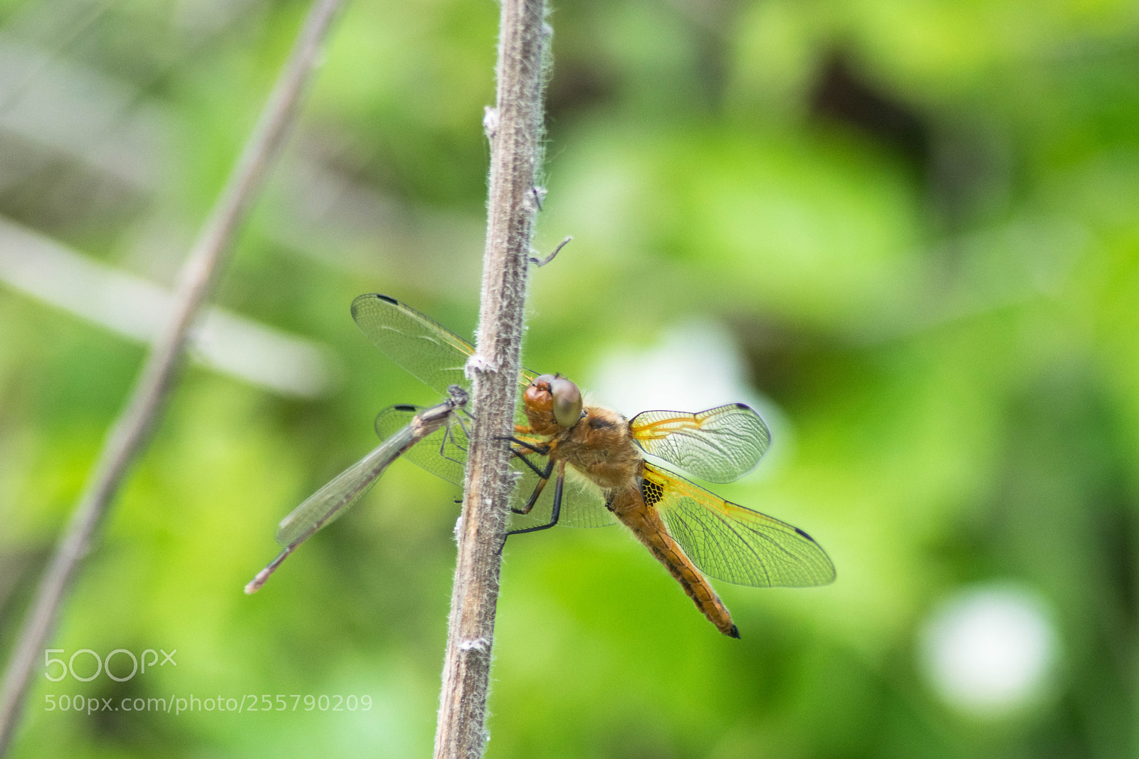 Nikon D3300 sample photo. A miniworld photography