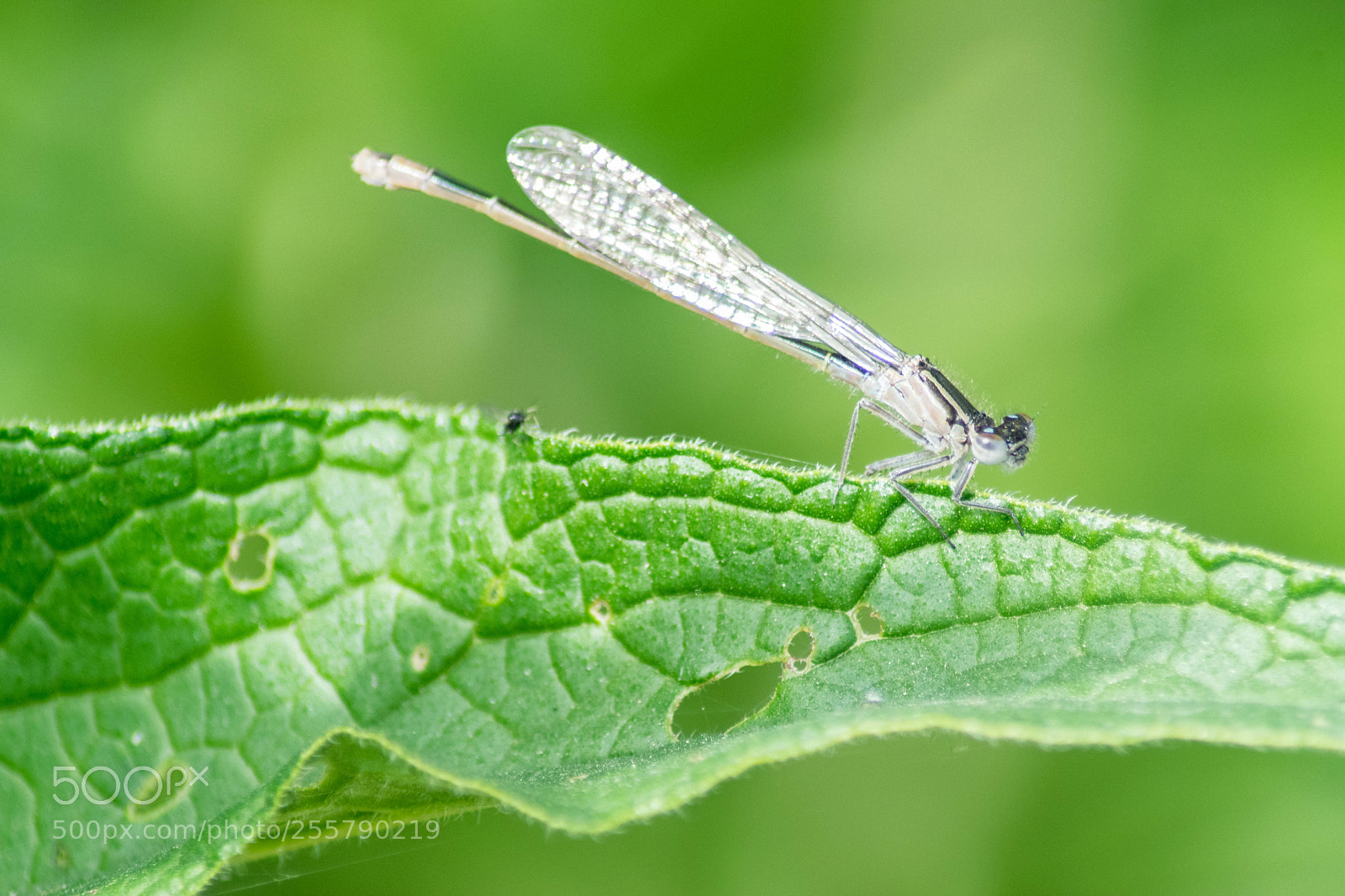 Nikon D3300 sample photo. A miniworld photography
