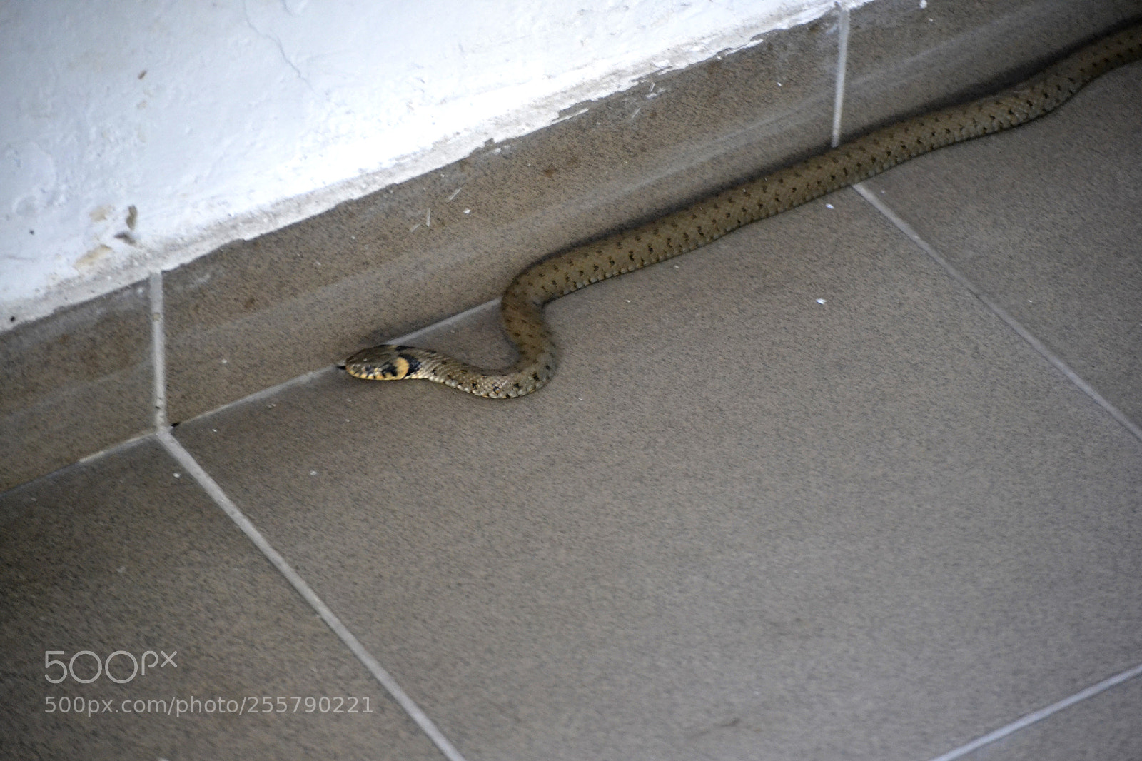 Nikon D3100 sample photo. Natrix natrix photography