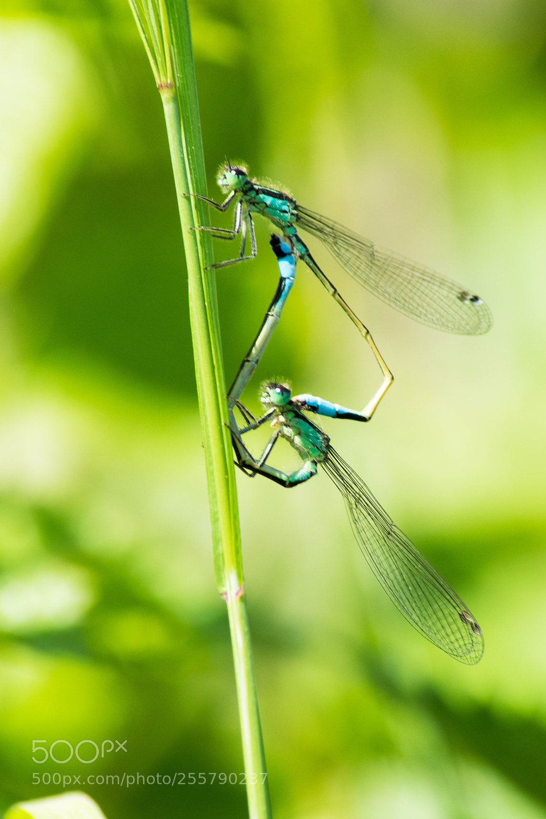 Nikon D3300 sample photo. A miniworld photography