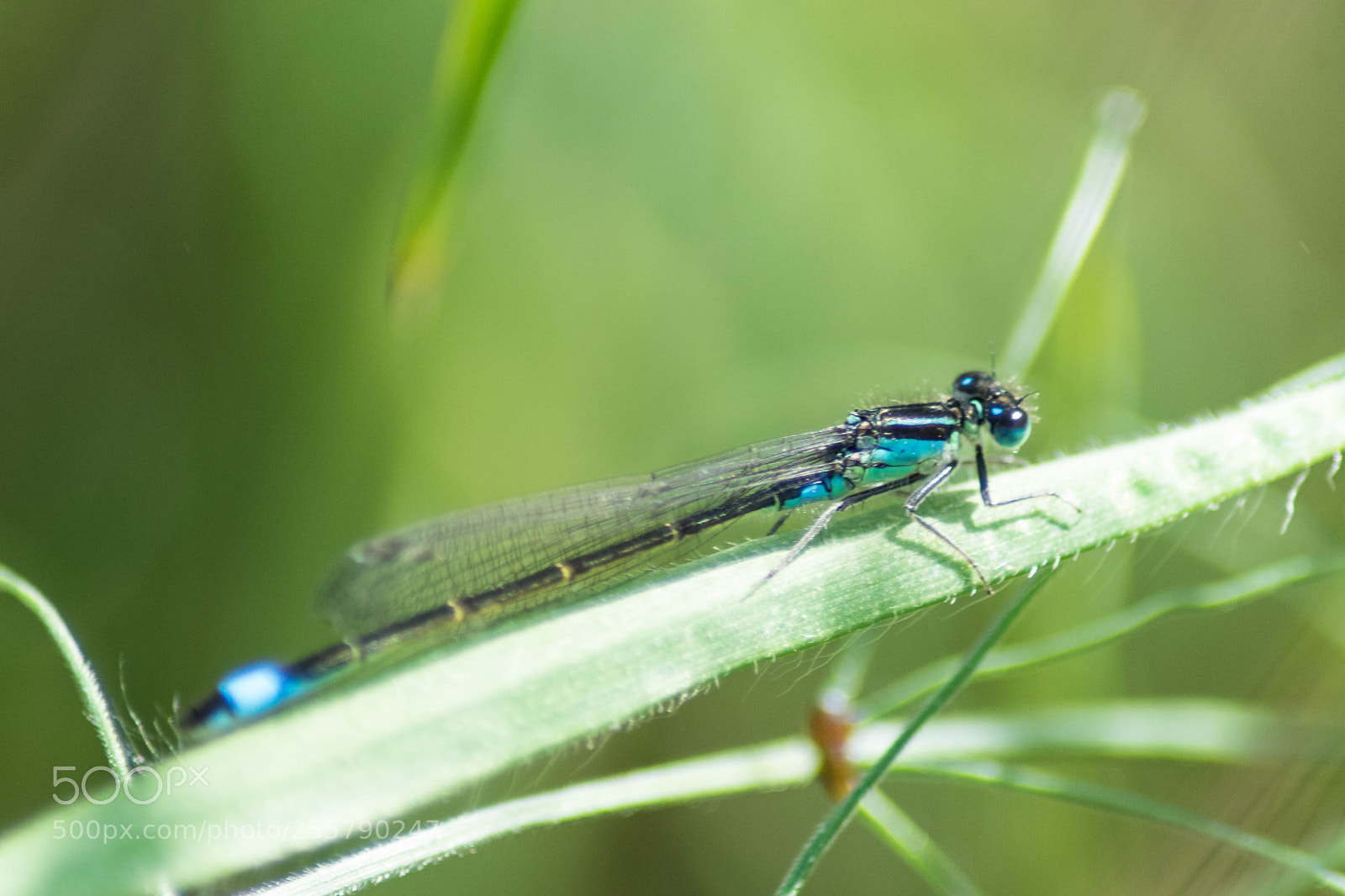 Nikon D3300 sample photo. A miniworld photography