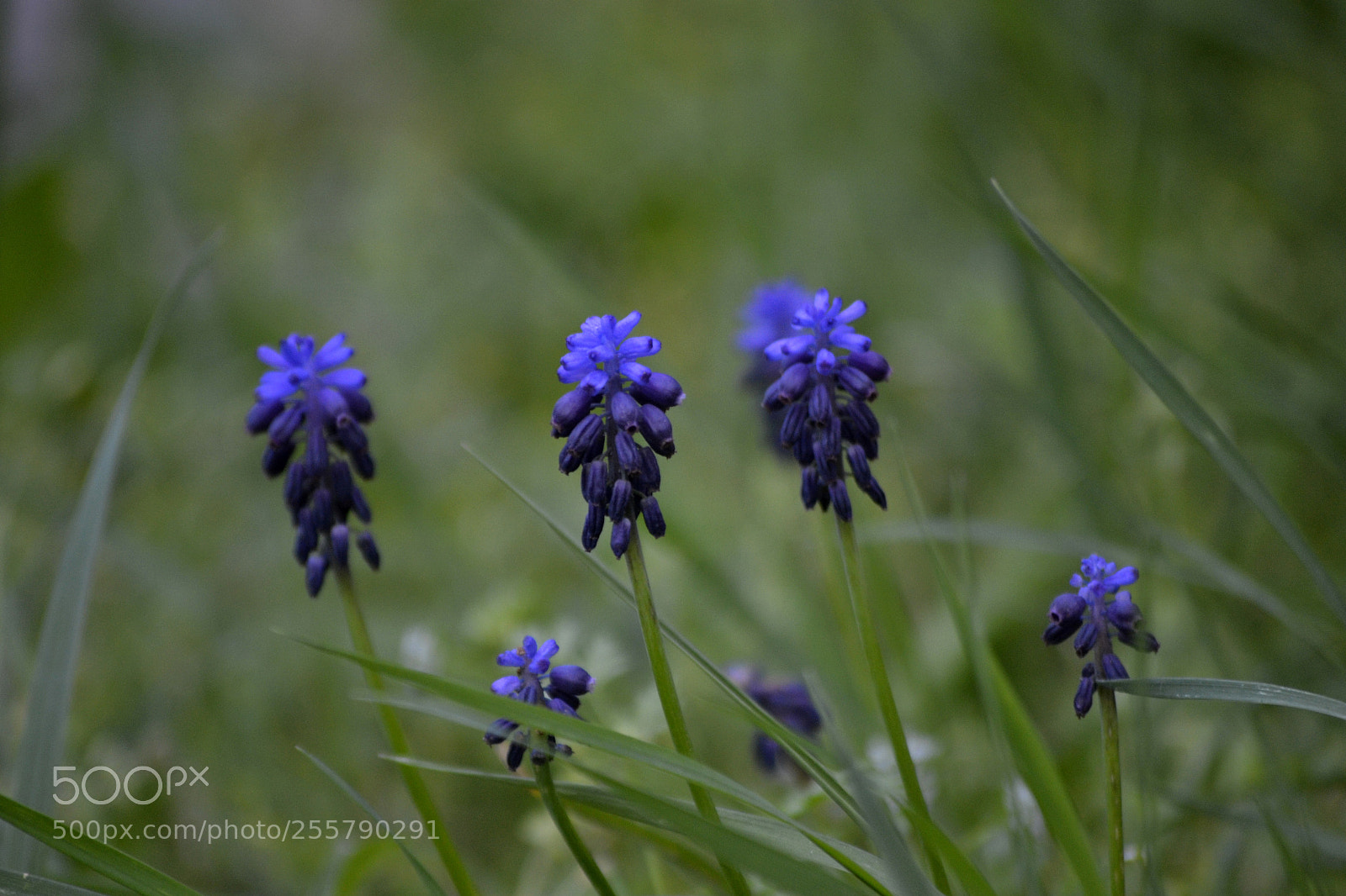 Nikon D3100 sample photo. Muscari neglectum photography