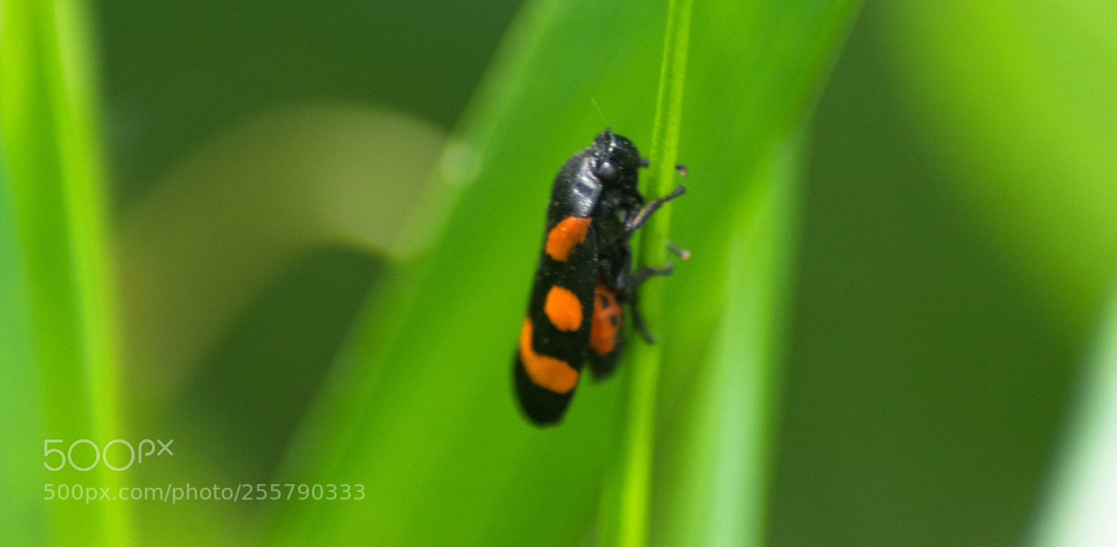Nikon D3300 sample photo. A miniworld photography