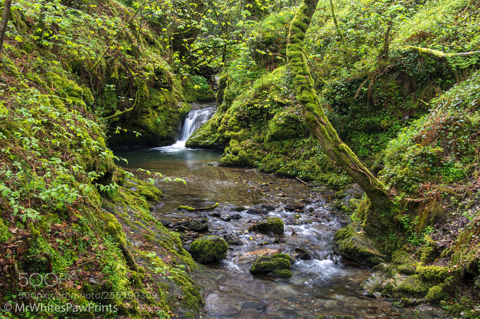 Nikon D7100 sample photo. Lydford gorge photography