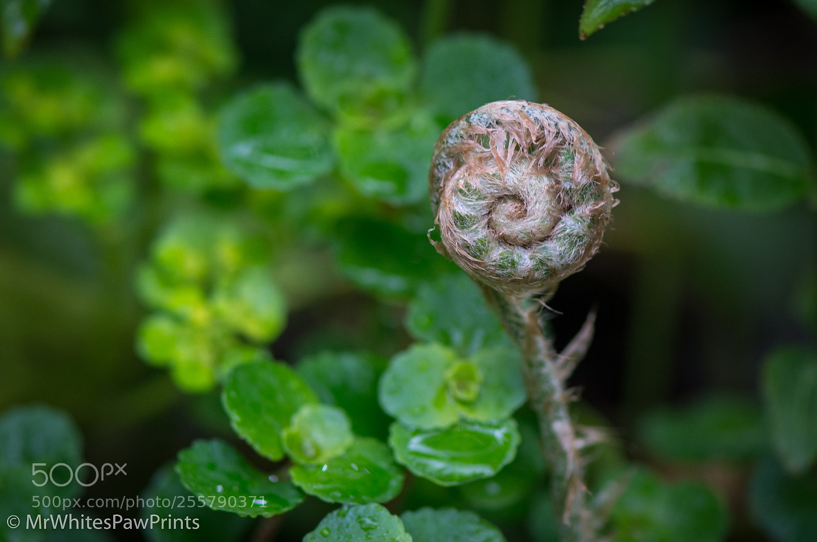 Nikon D7100 sample photo. Unfurling fern photography