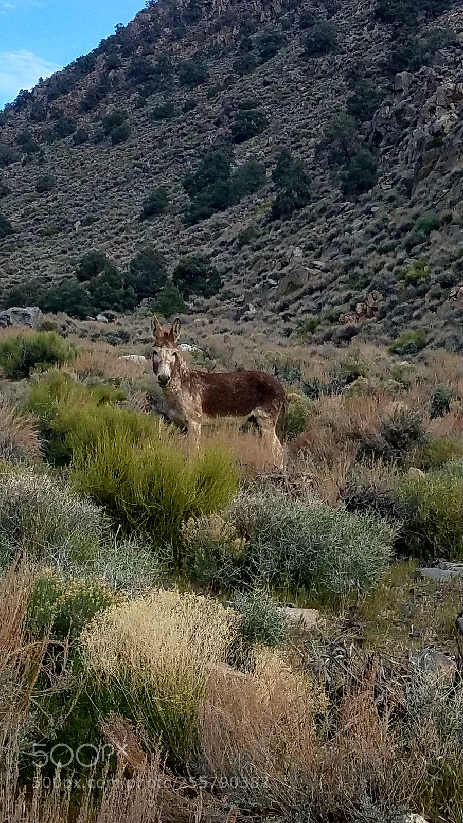 Samsung Galaxy S7 sample photo. Wild burro photography