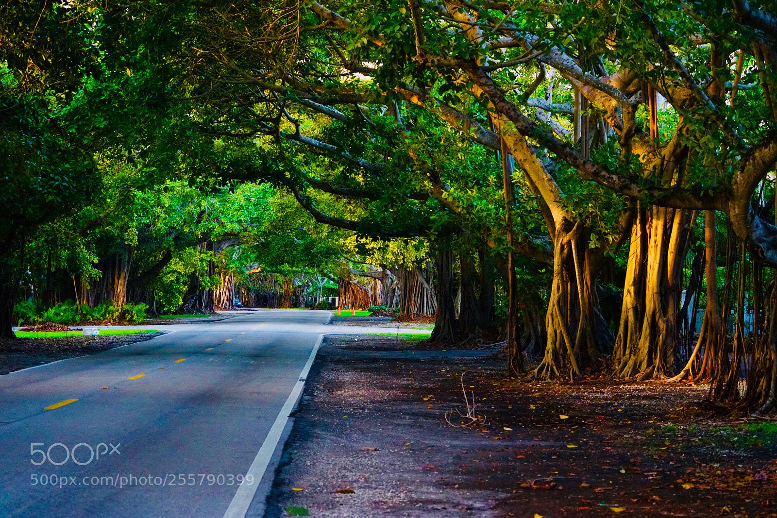 Sony a7R II sample photo. Enchanting road photography