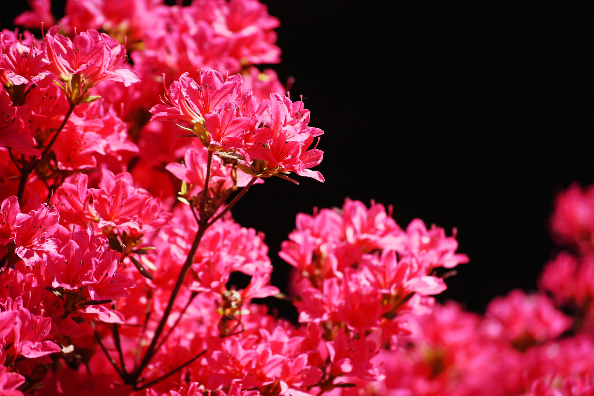 Nikon D7200 sample photo. Mediterian flower photography