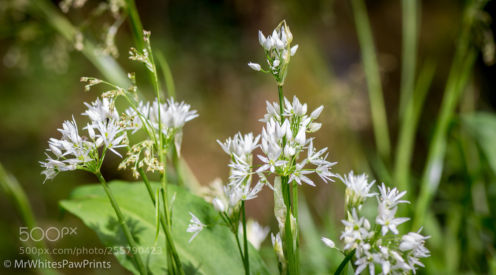 Nikon D7100 sample photo. Wild garlic photography