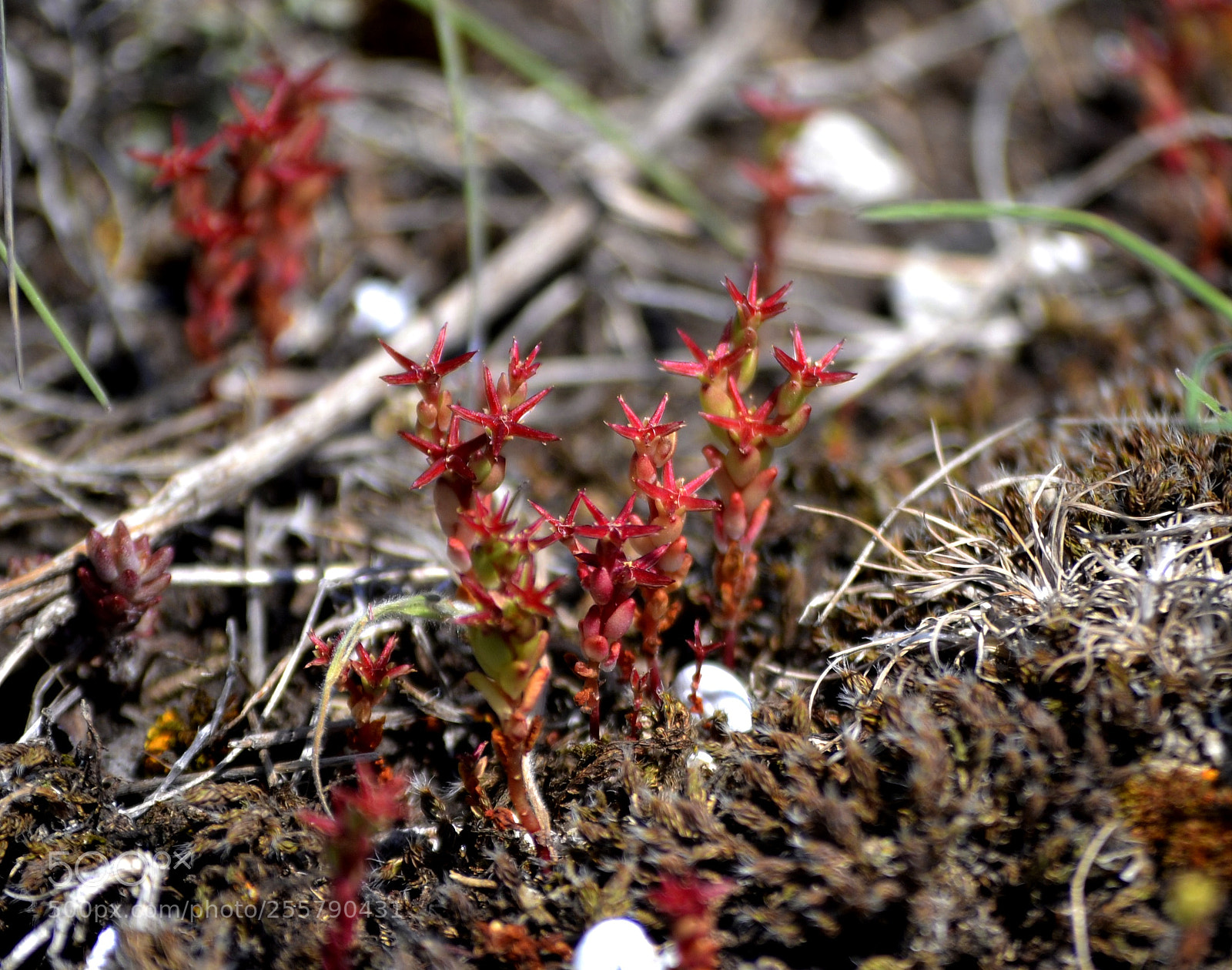 Nikon D3100 sample photo. Sedum atratum photography