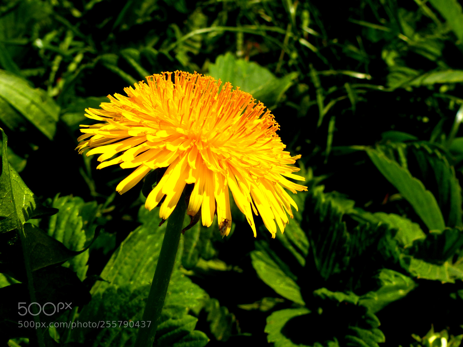 Panasonic Lumix DMC-FZ200 sample photo. Untitled photography
