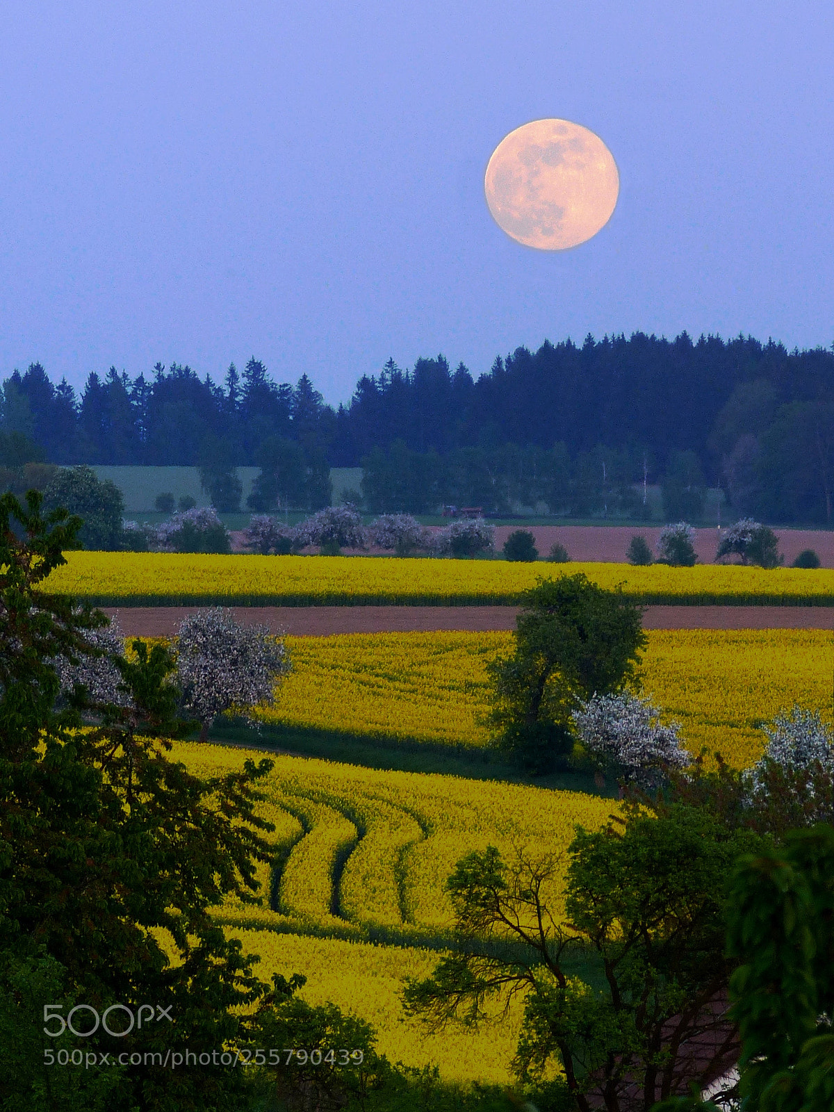 Panasonic Lumix DMC-FZ200 sample photo. View from my bedroom photography