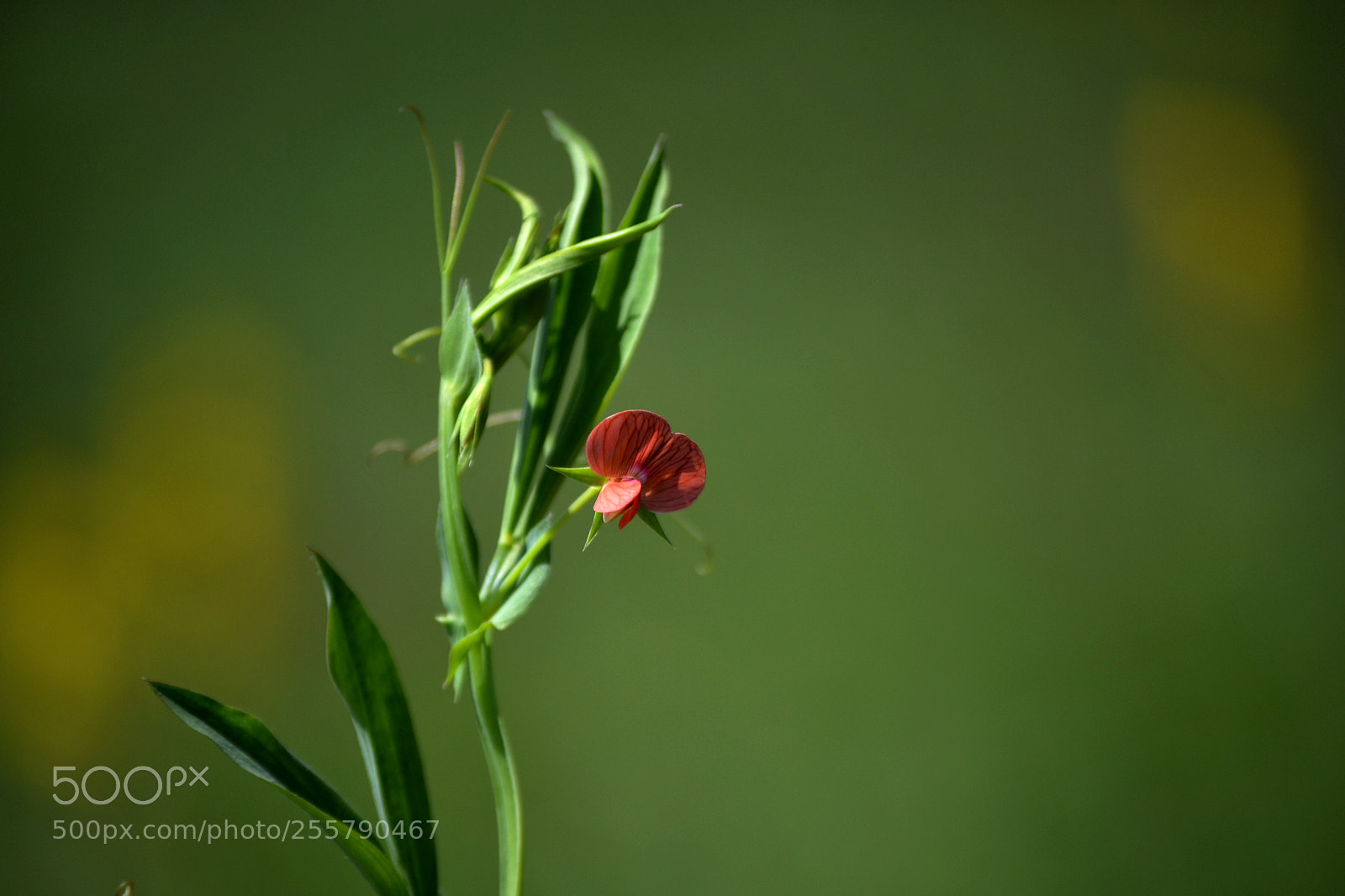 Nikon D3100 sample photo. Lathyrus cicera photography