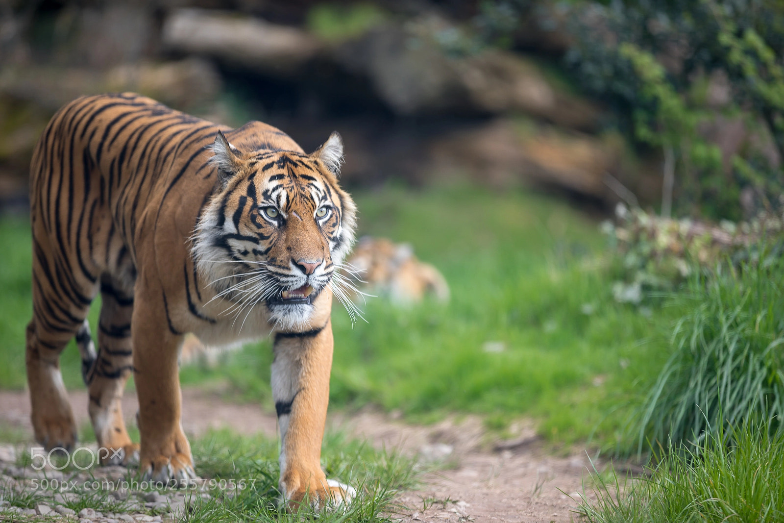 Canon EOS 5D Mark IV sample photo. Sumatran tiger photography