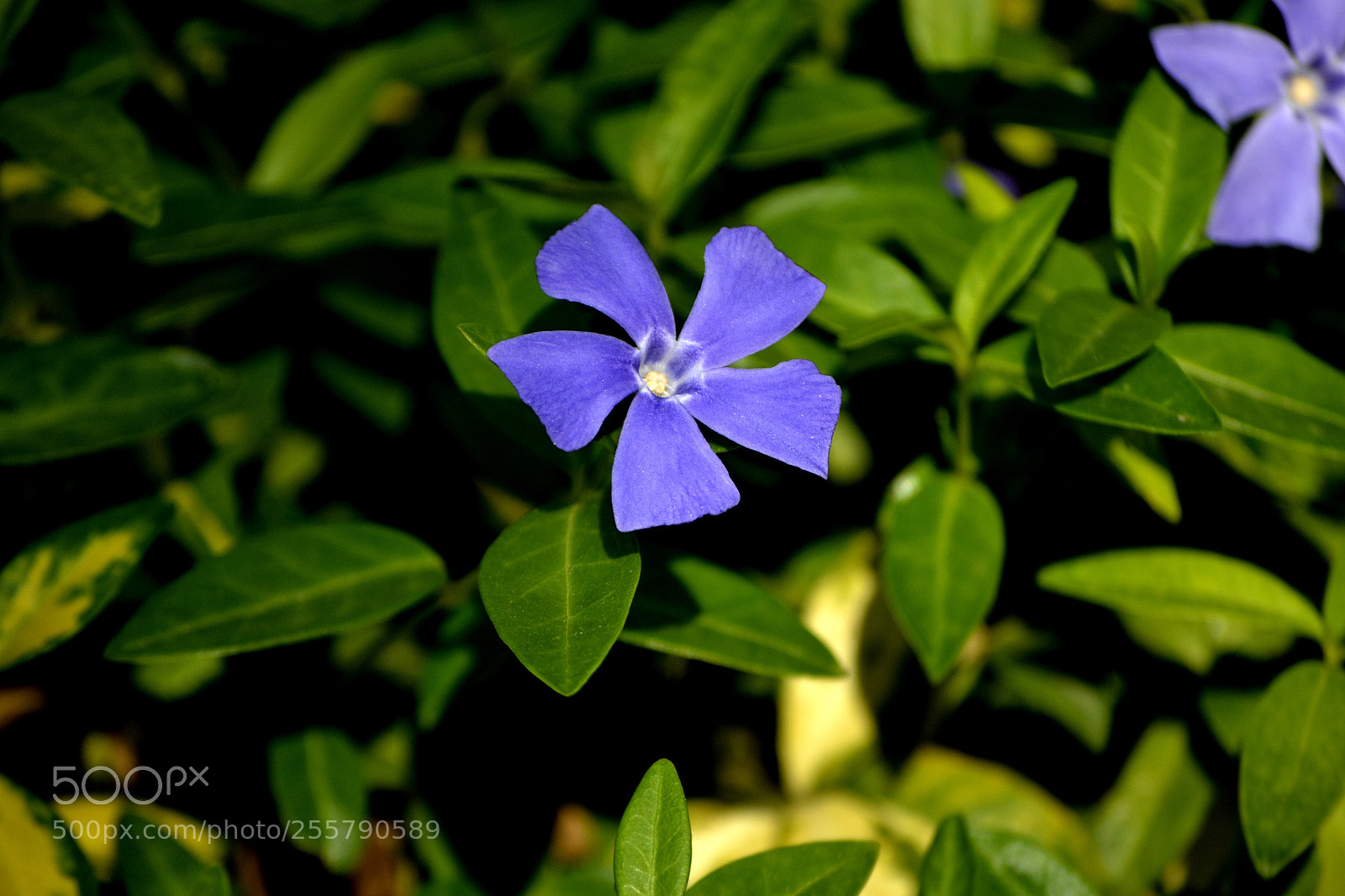 Nikon D3100 sample photo. Vinca minor photography