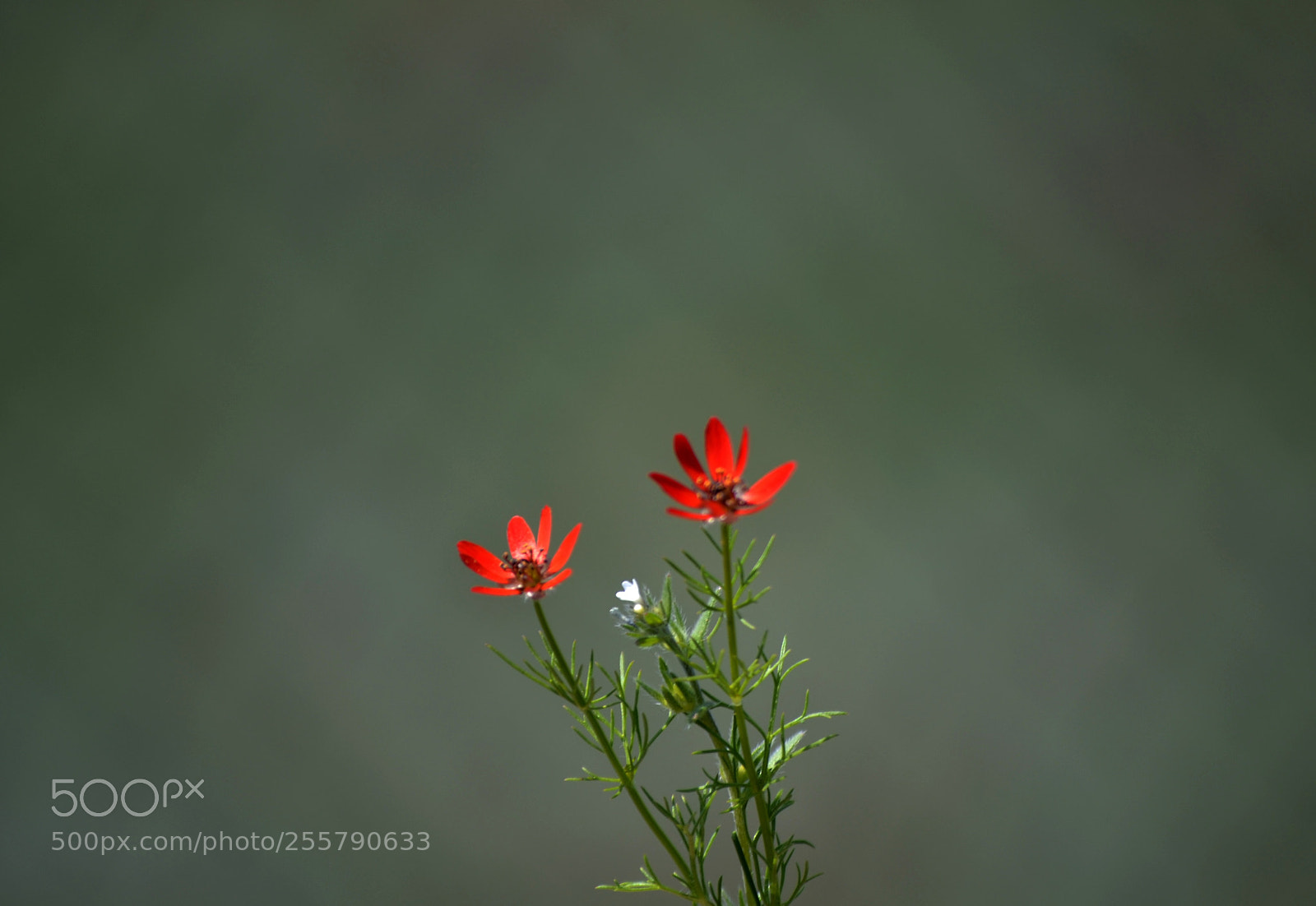 Nikon D3100 sample photo. Adonis flammea photography