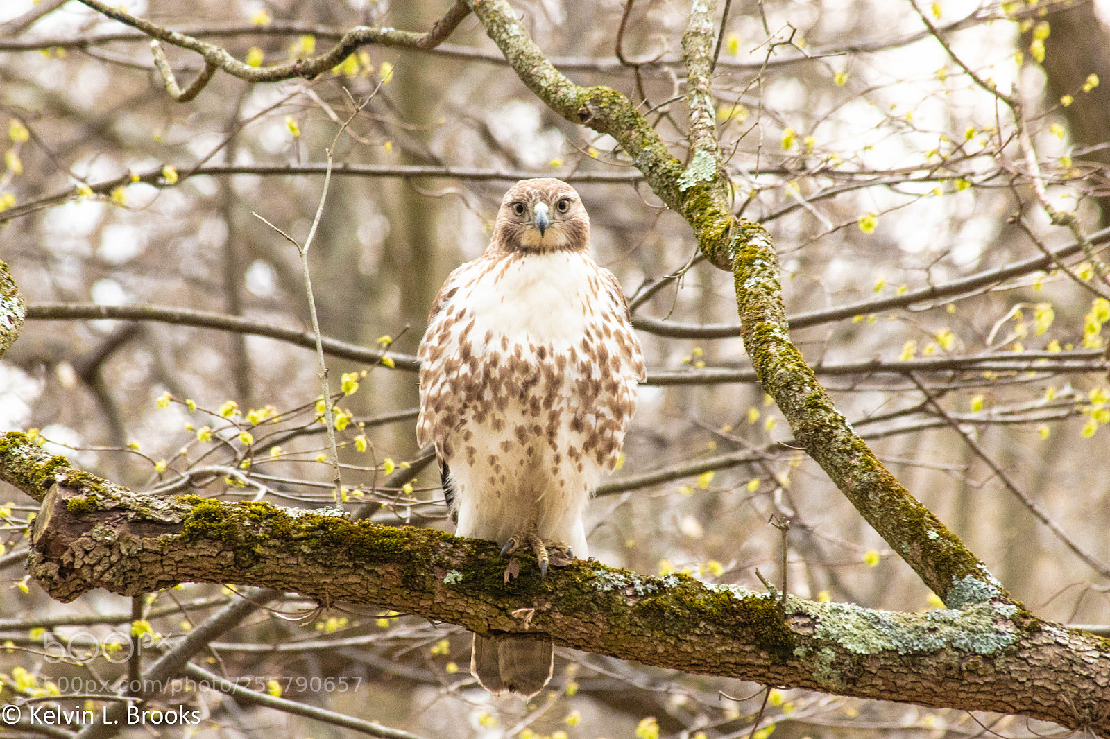 Canon EOS 80D sample photo. Hawk photography