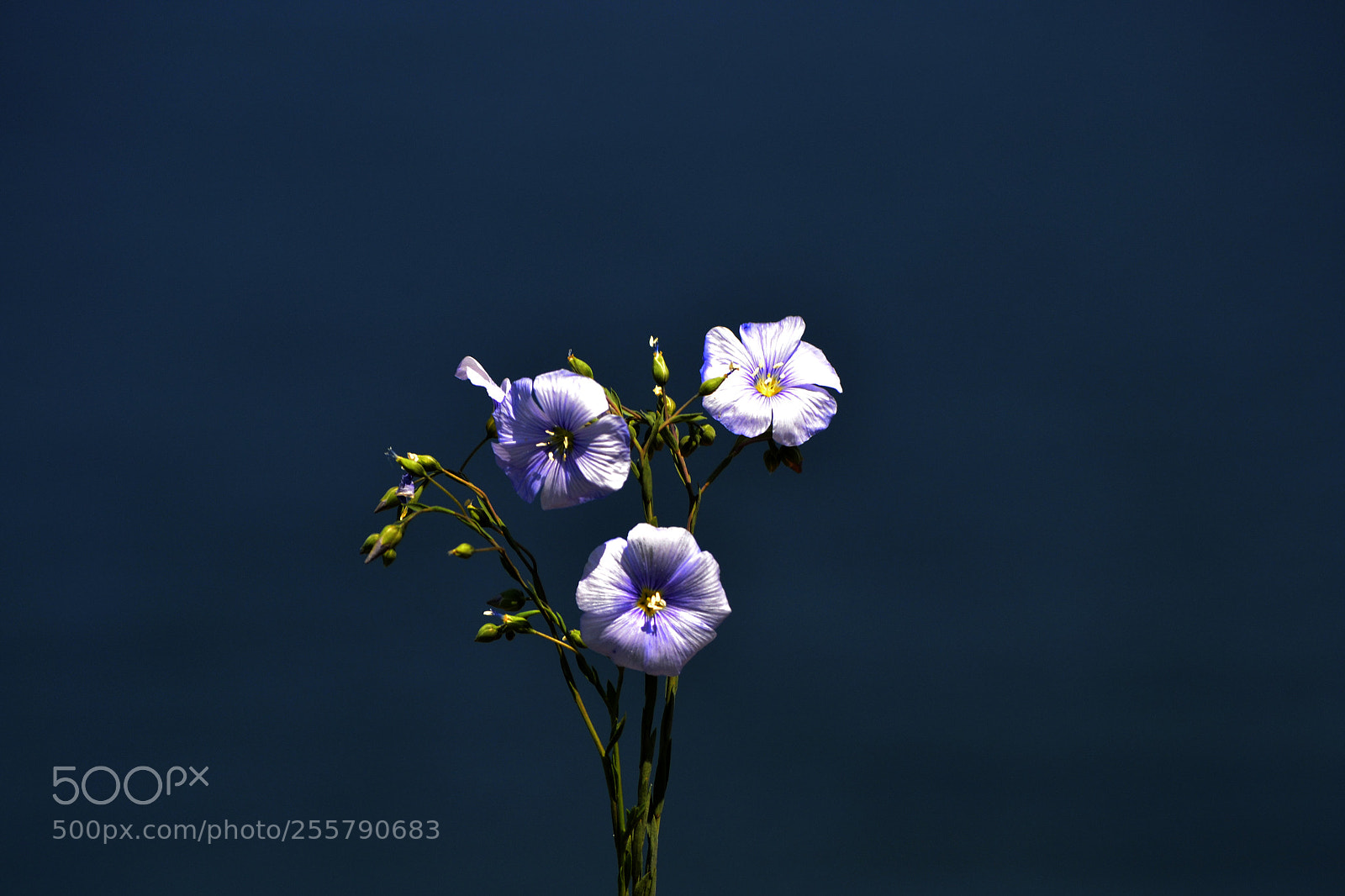 Nikon D3100 sample photo. Linum austriacum photography