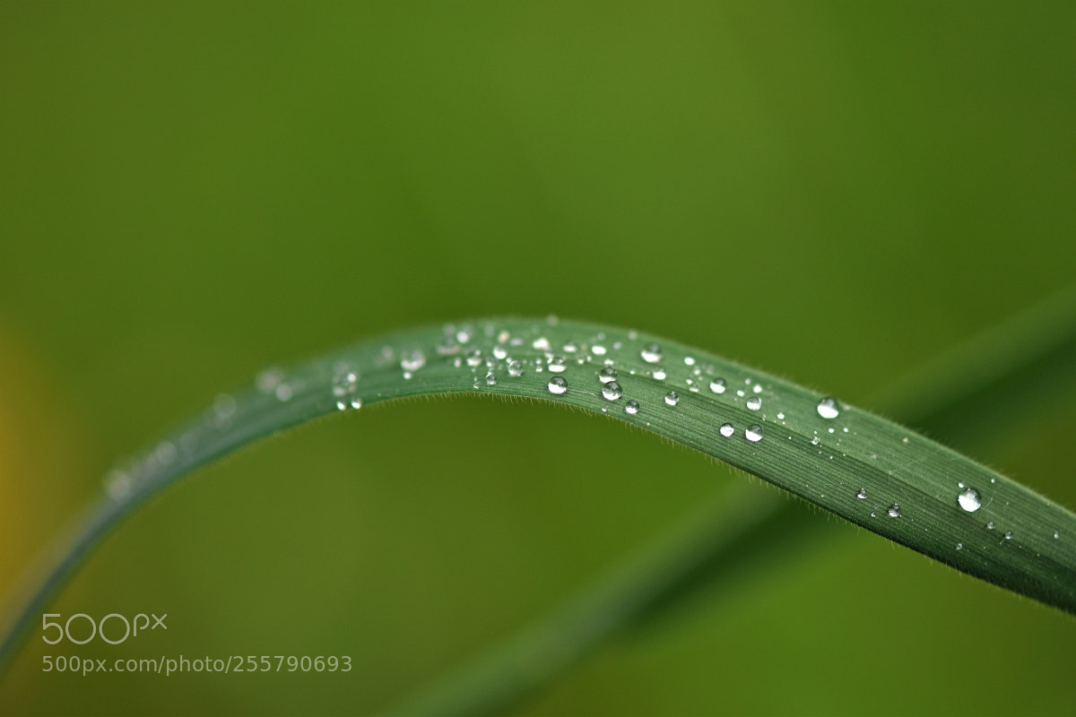 Nikon D5500 sample photo. After rain photography