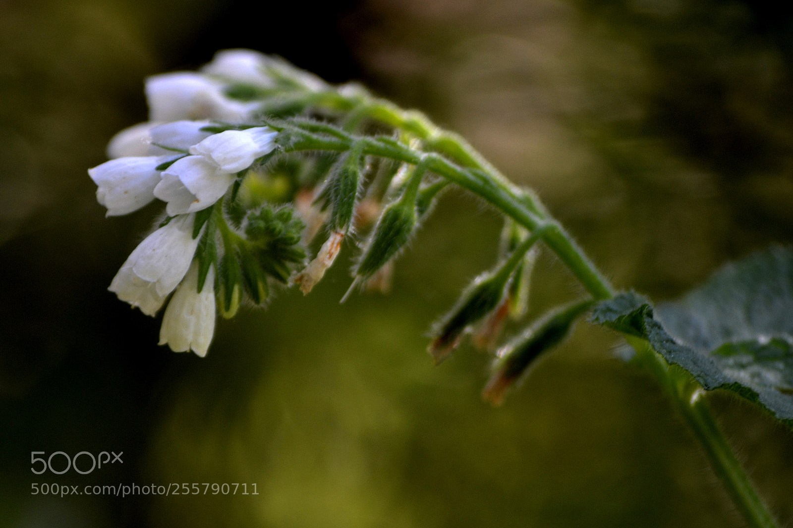 Nikon D3100 sample photo. Symphytum grandiflorum photography