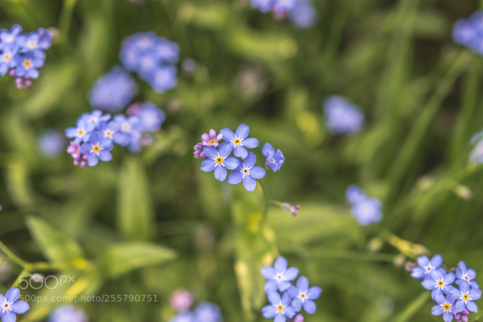 Canon EOS 7D Mark II sample photo. Flowers photography