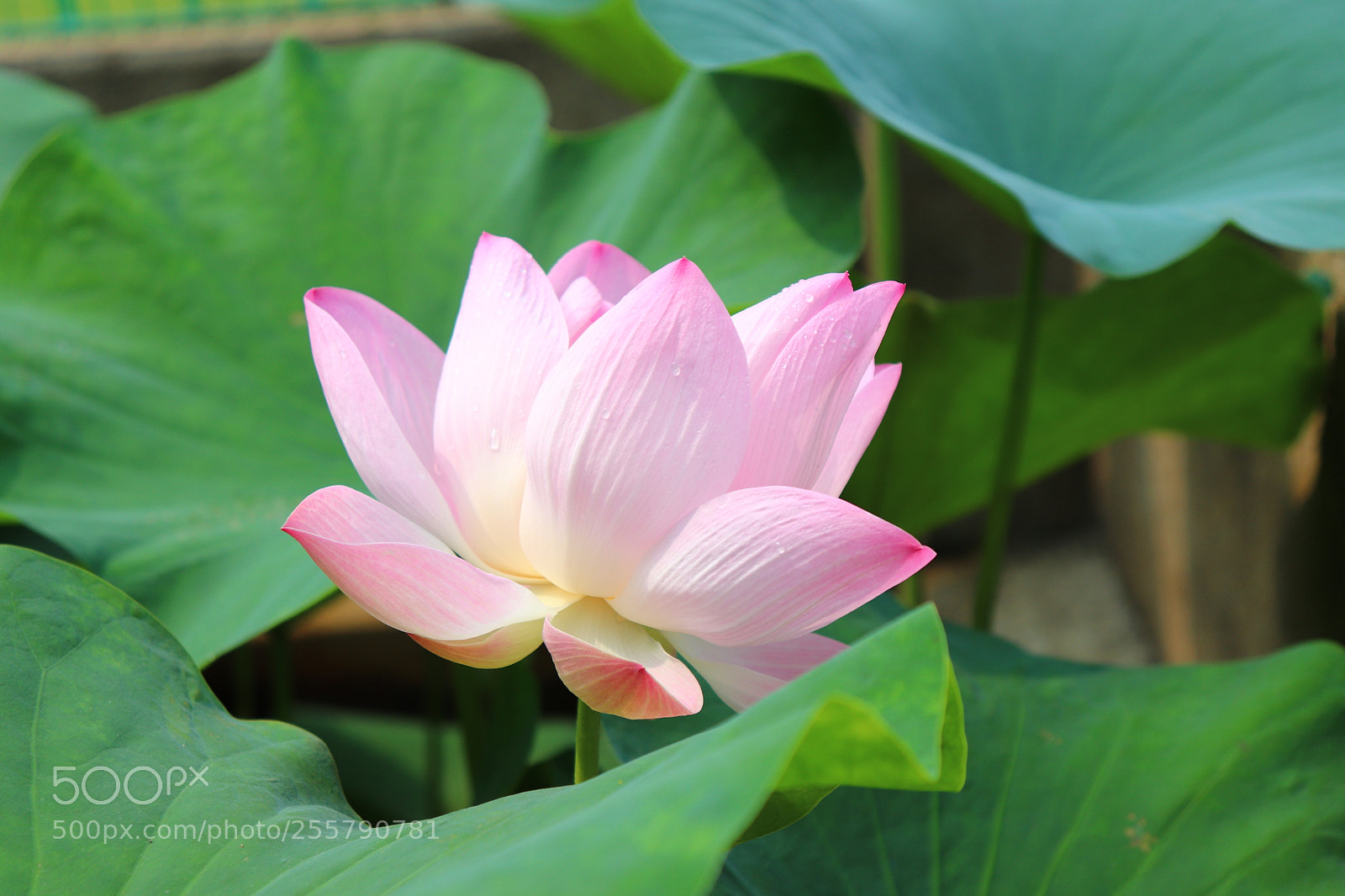 Canon EOS 200D (EOS Rebel SL2 / EOS Kiss X9) sample photo. Pink indian lily photography