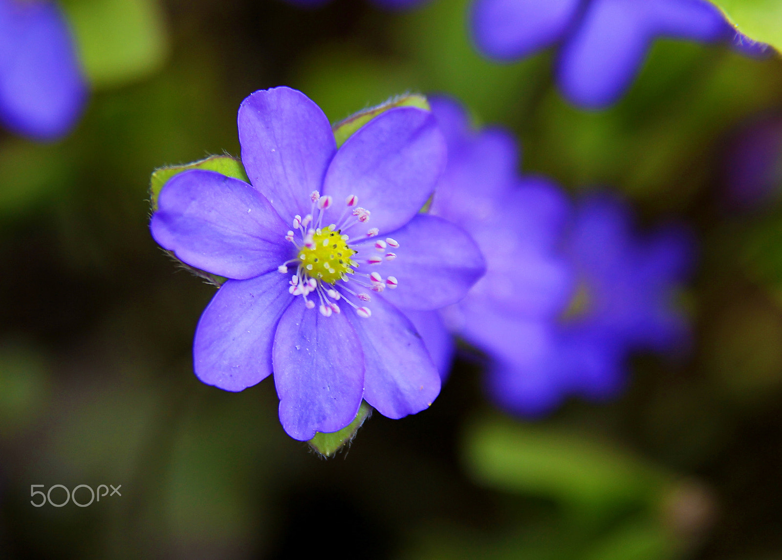 Canon EOS 60D sample photo. Purple. photography