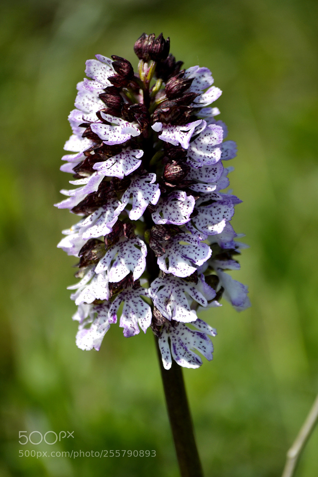Nikon D3100 sample photo. Orchis purpurea photography
