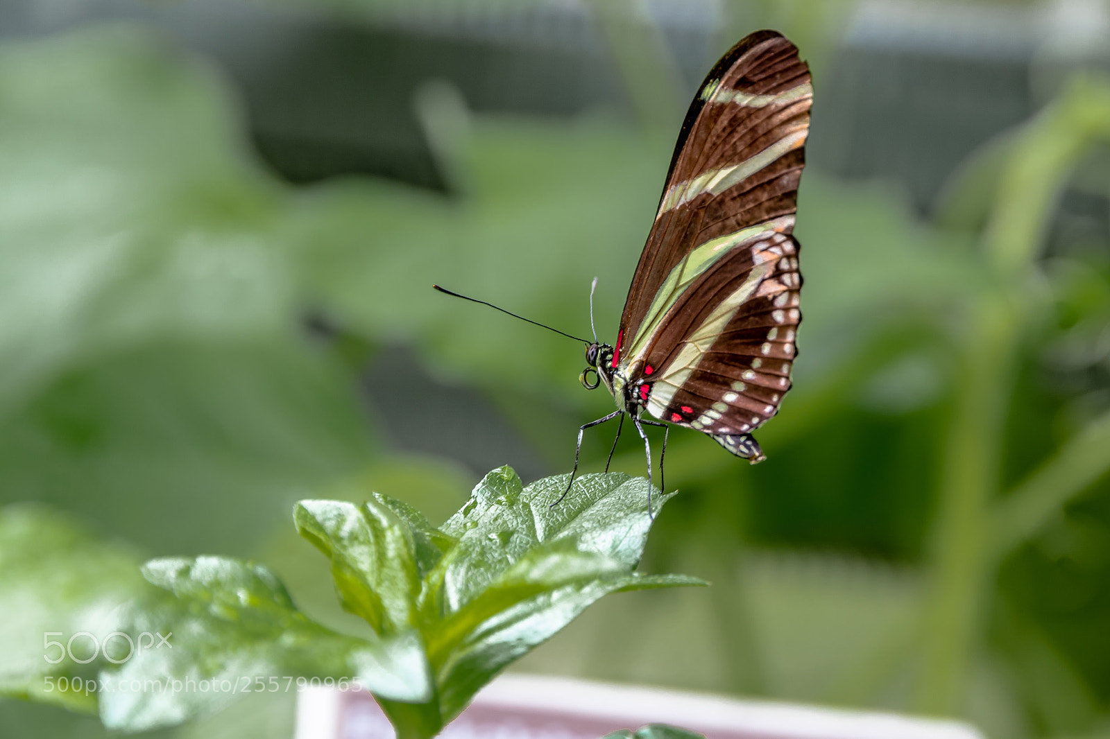 Canon EOS 80D sample photo. Butterfly sitting on a photography