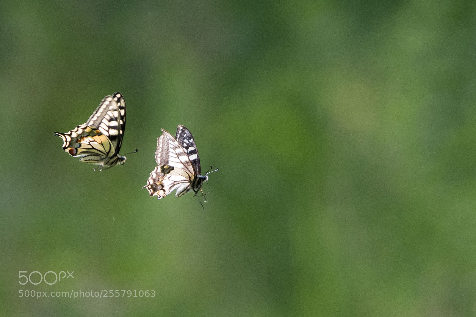 Nikon D7500 sample photo. Giochi di primavera photography