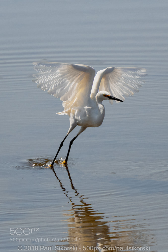 Nikon D500 sample photo. Angel wings photography