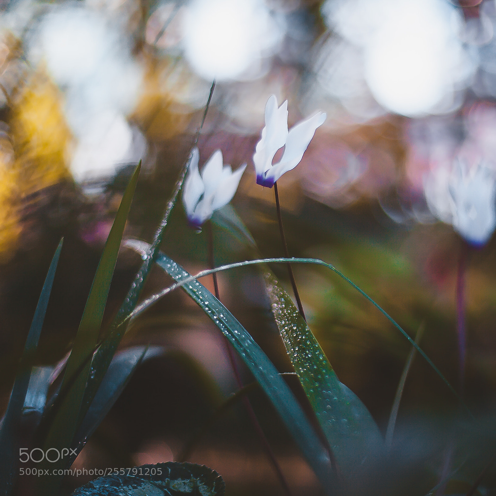 Canon EOS 5D Mark II sample photo. Bokeh photography