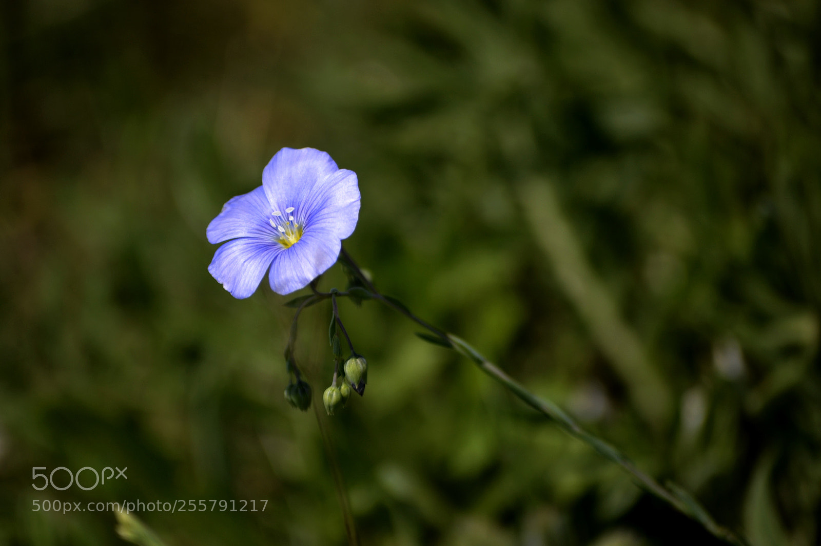 Nikon D3100 sample photo. Linum austriacum photography