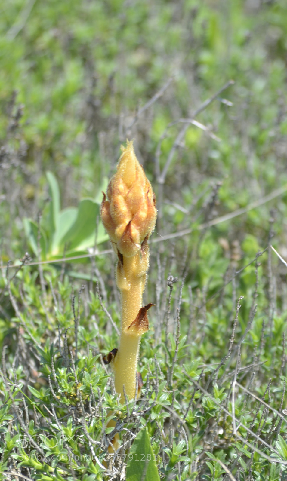 Nikon D3100 sample photo. Orobanche sp. photography