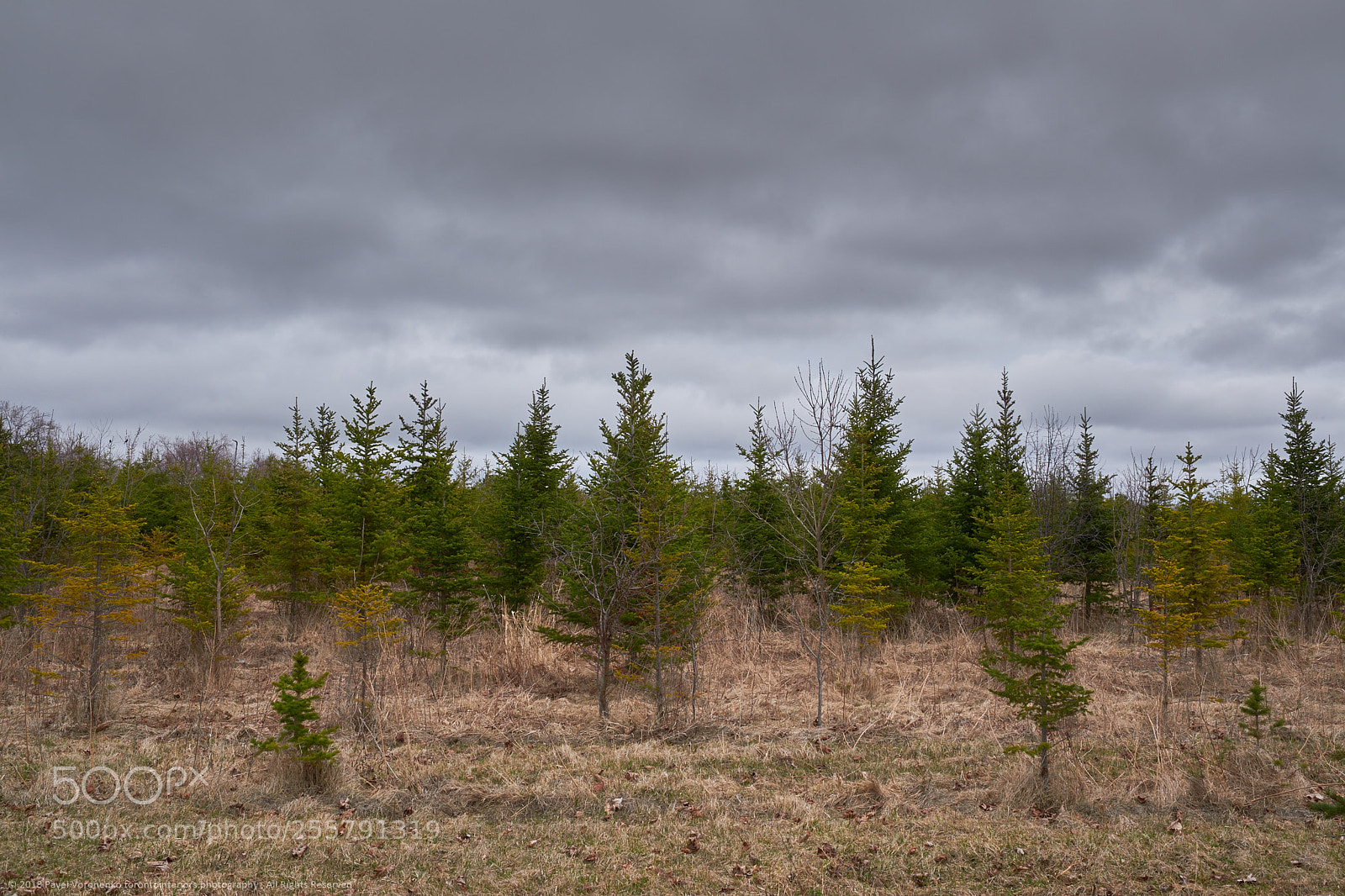 Fujifilm X-T20 sample photo. Spring in ontario photography
