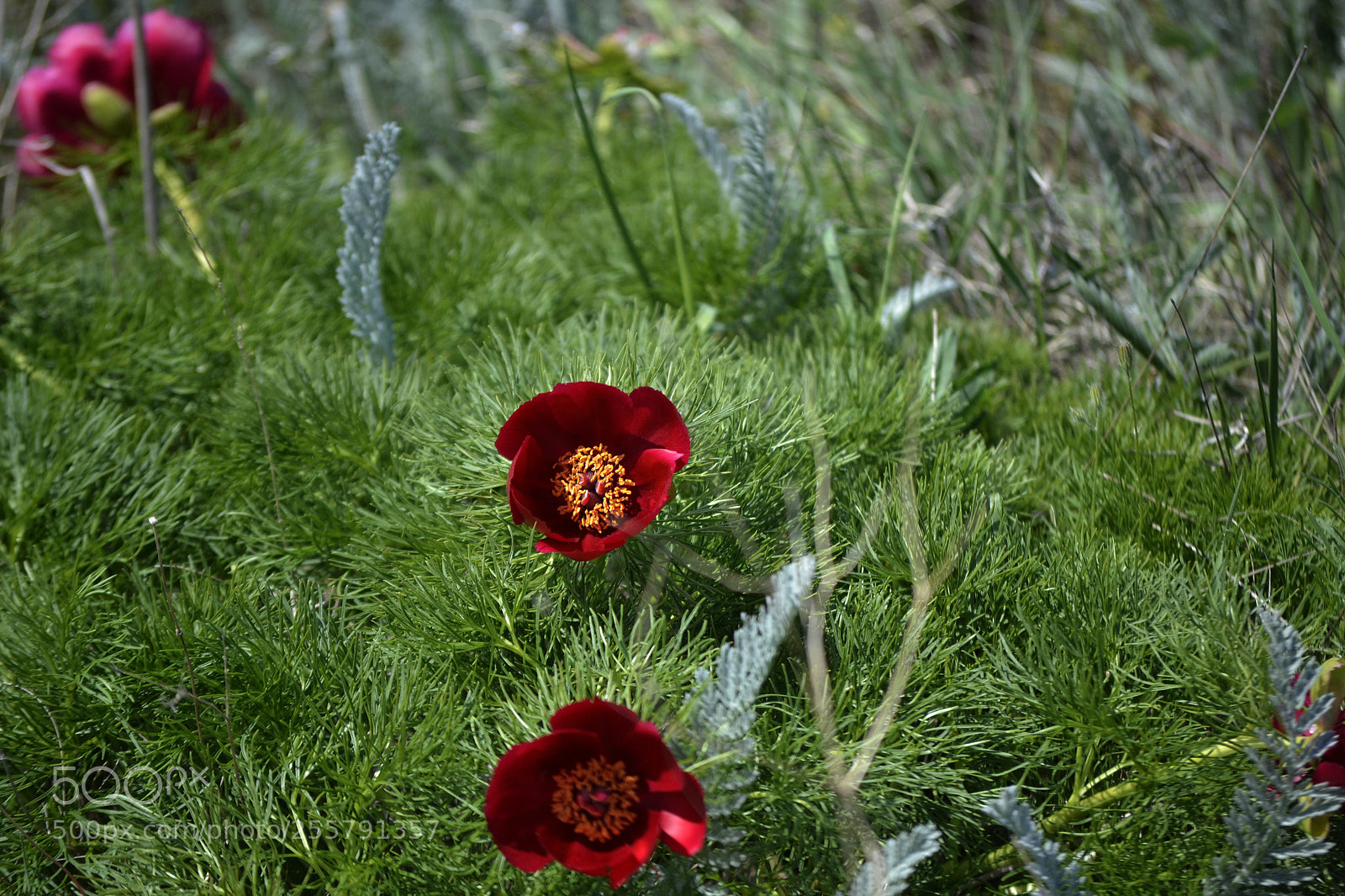 Nikon D3100 sample photo. Paeonia tenuifolia photography
