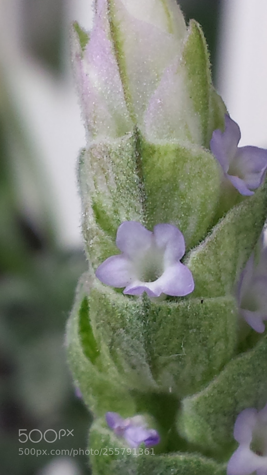 Samsung Galaxy S4 sample photo. Lavanda photography