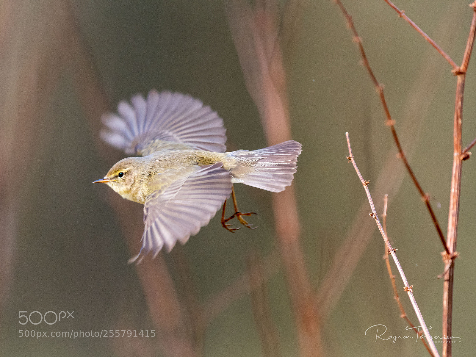 Nikon D500 sample photo. Chiffchaff take-off photography