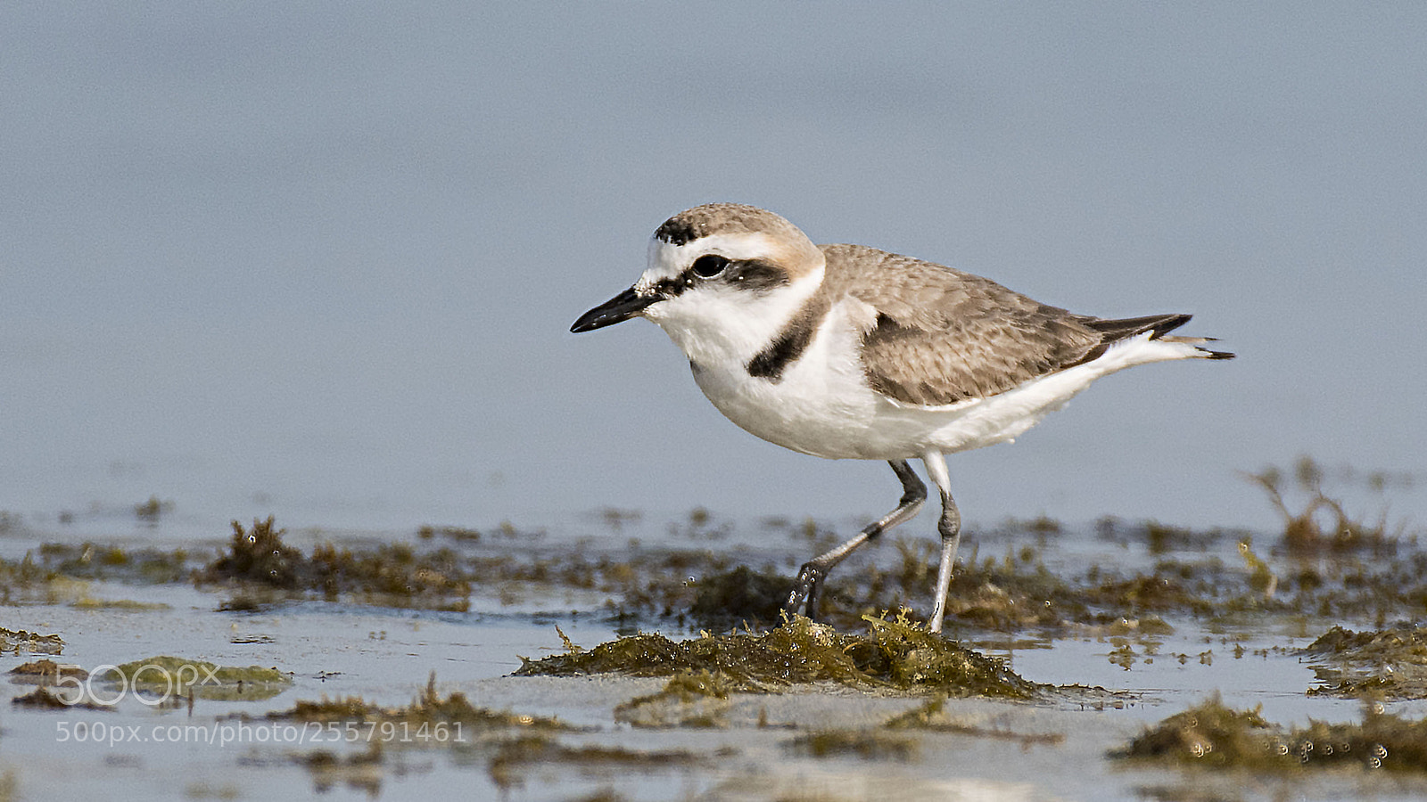 Nikon D500 sample photo. Kentish plover photography