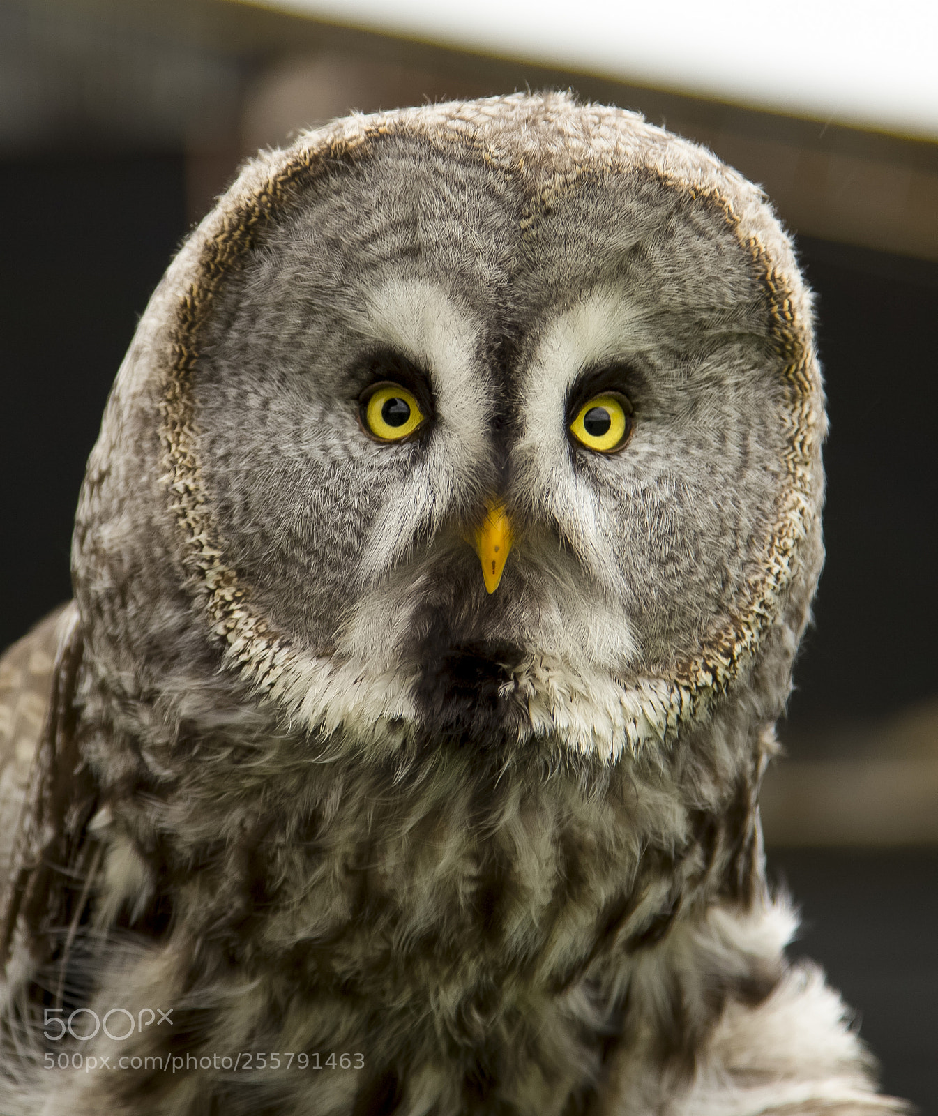 Canon EOS 6D sample photo. Grey owl photography