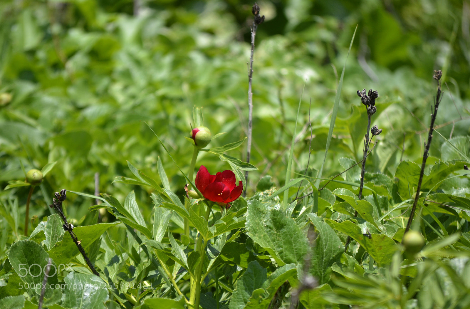 Nikon D3100 sample photo. Paeonia peregrina photography