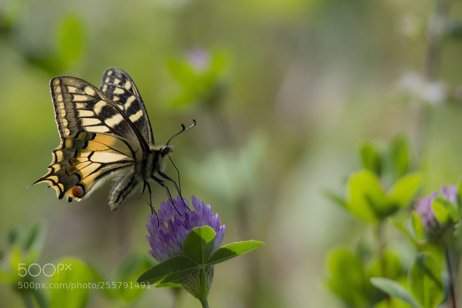Nikon D7500 sample photo. Papilio alexanor photography
