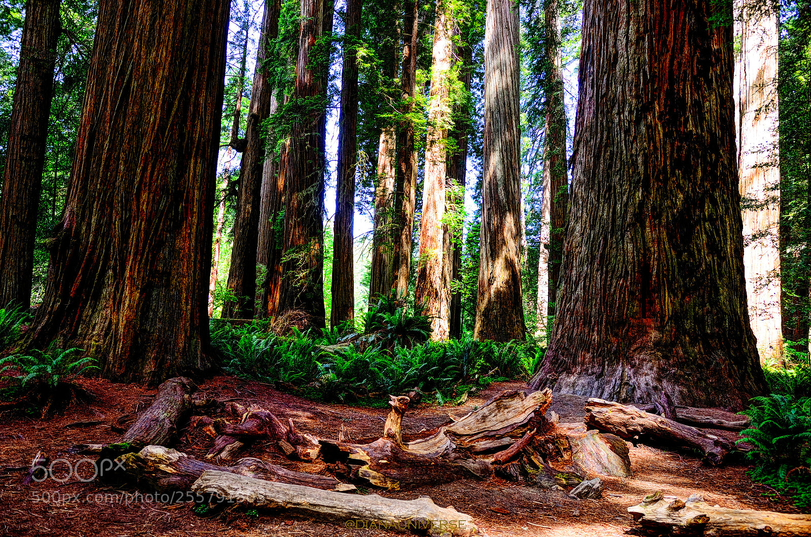 Nikon D7000 sample photo. Tree melody photography