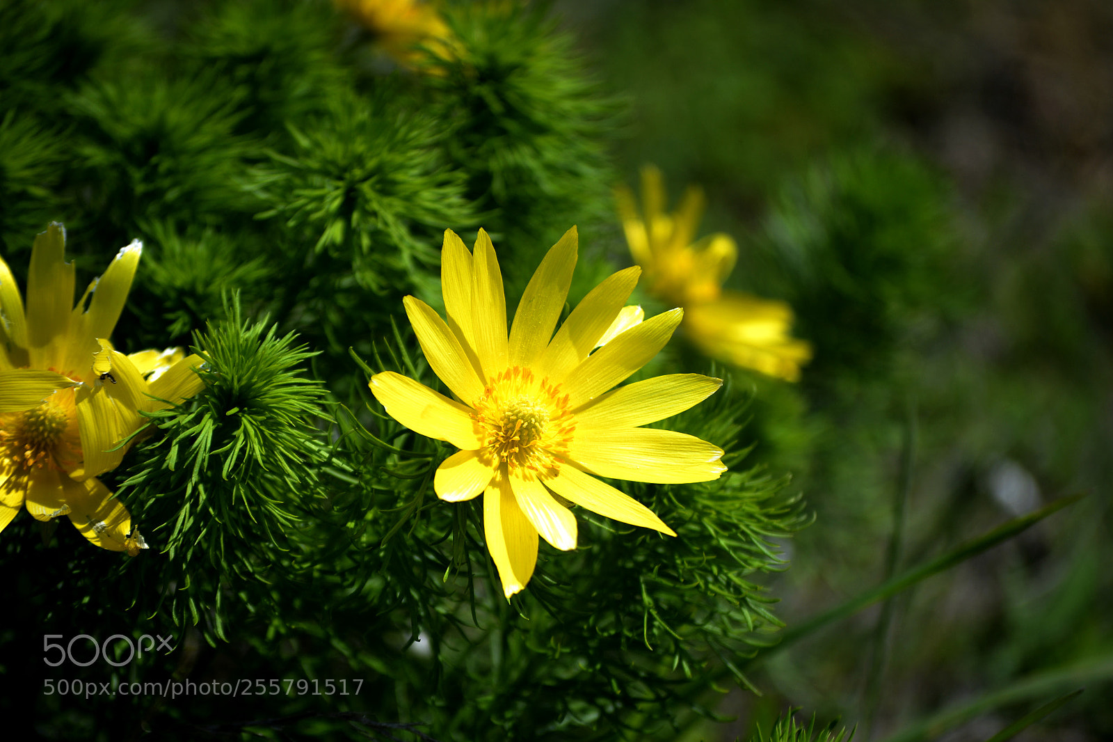 Nikon D3100 sample photo. Adonis vernalis photography