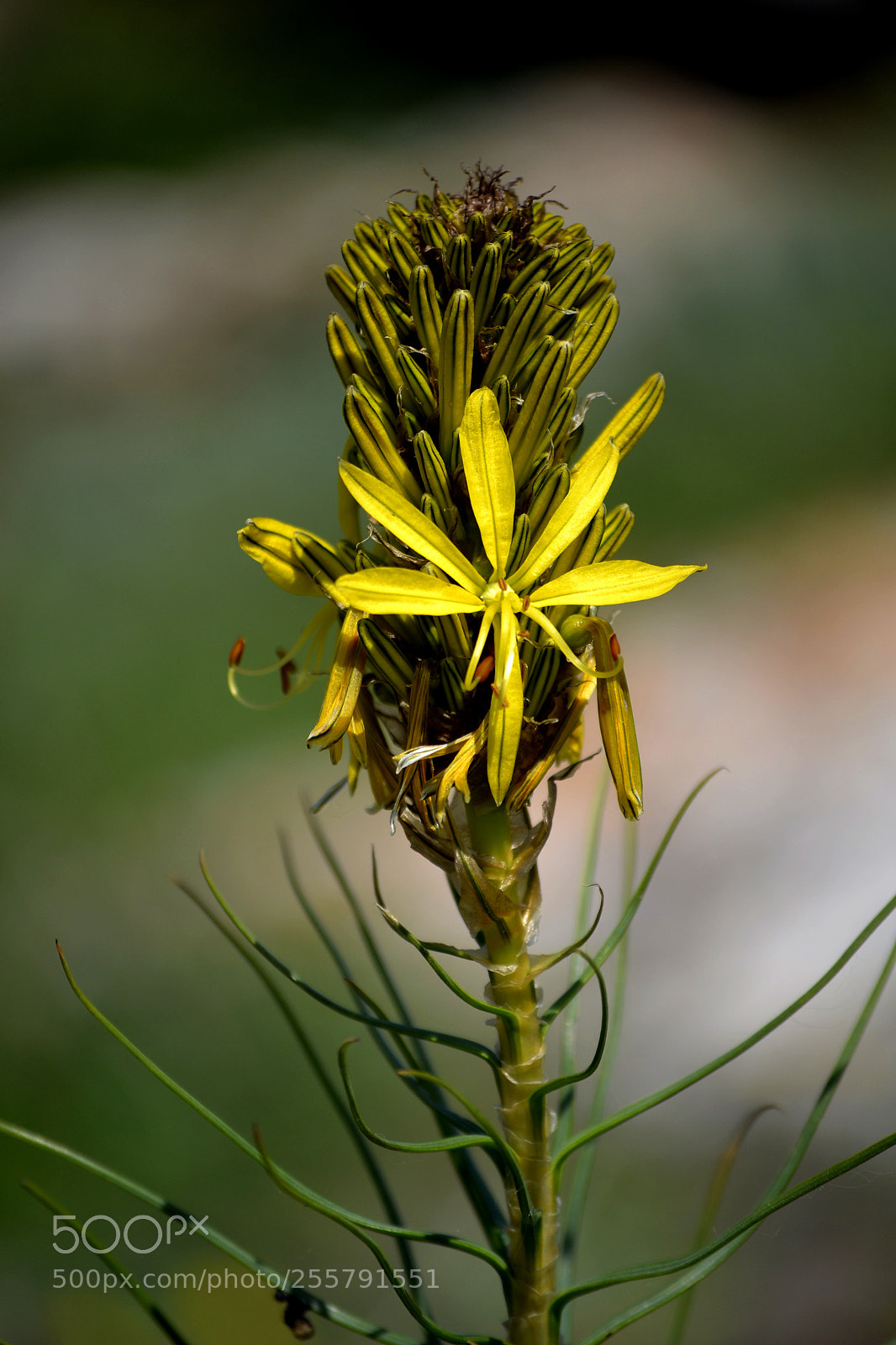 Nikon D3100 sample photo. Asphodeline lutea photography