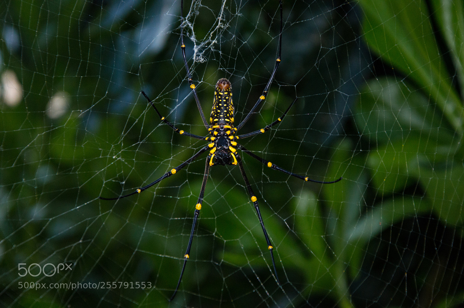 Nikon D3200 sample photo. Spider photography