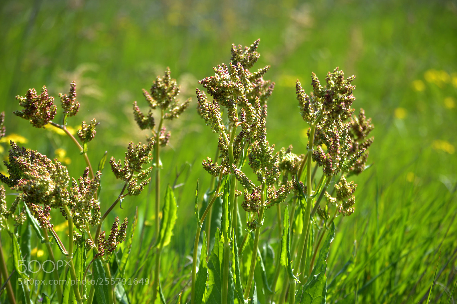 Nikon D3100 sample photo. Rumex tuberosus photography