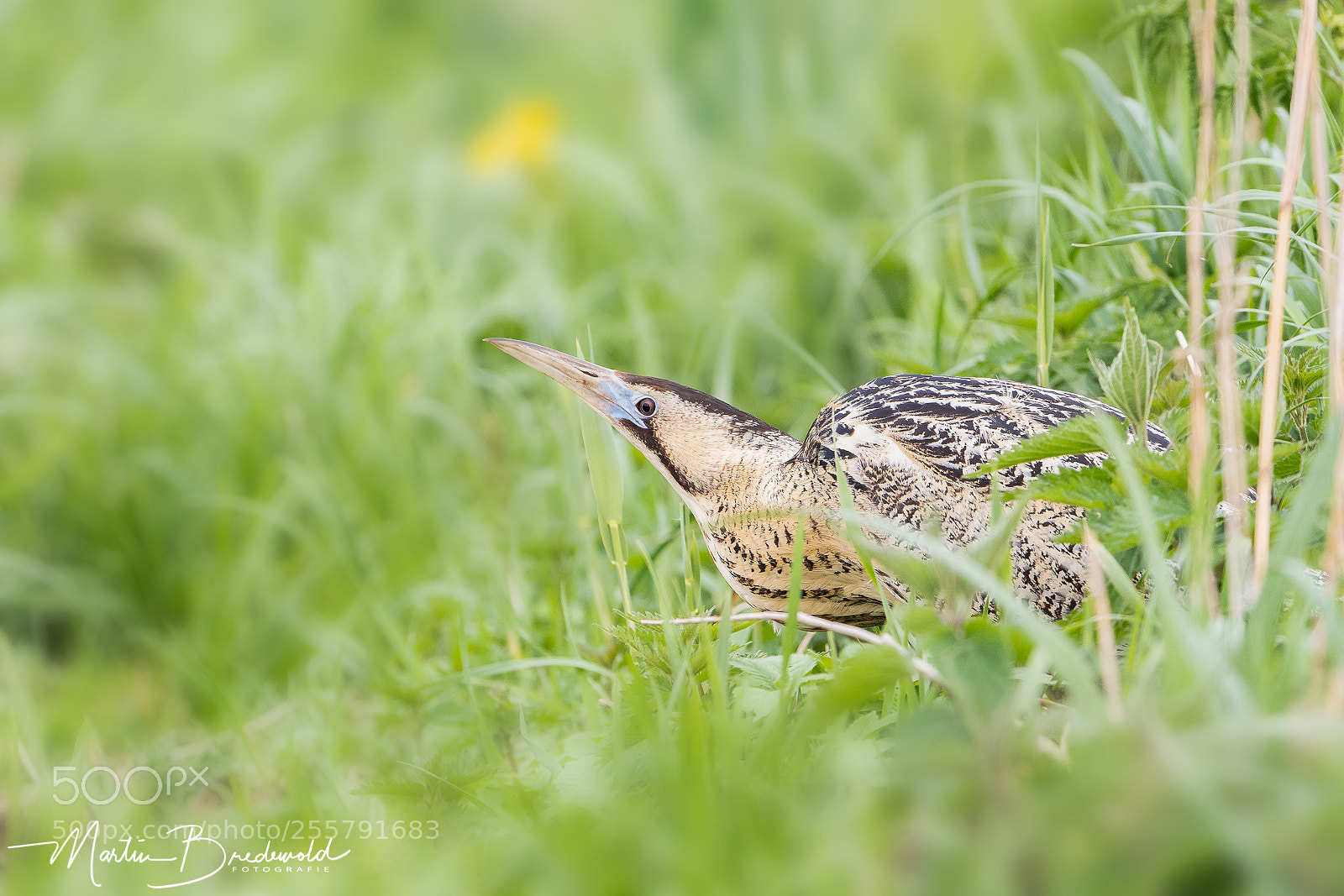 Nikon D500 sample photo. Roerdomp - bittern photography