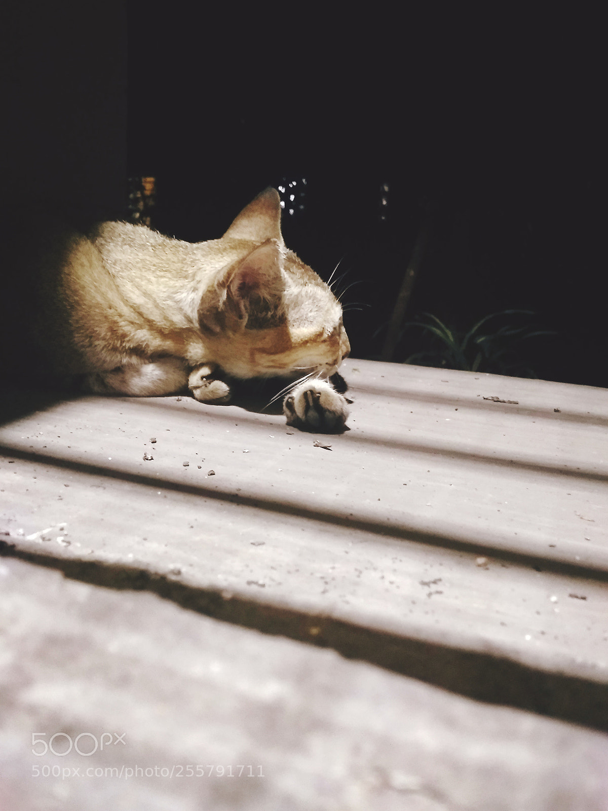 Xiaomi Redmi 4A sample photo. Untitled photography